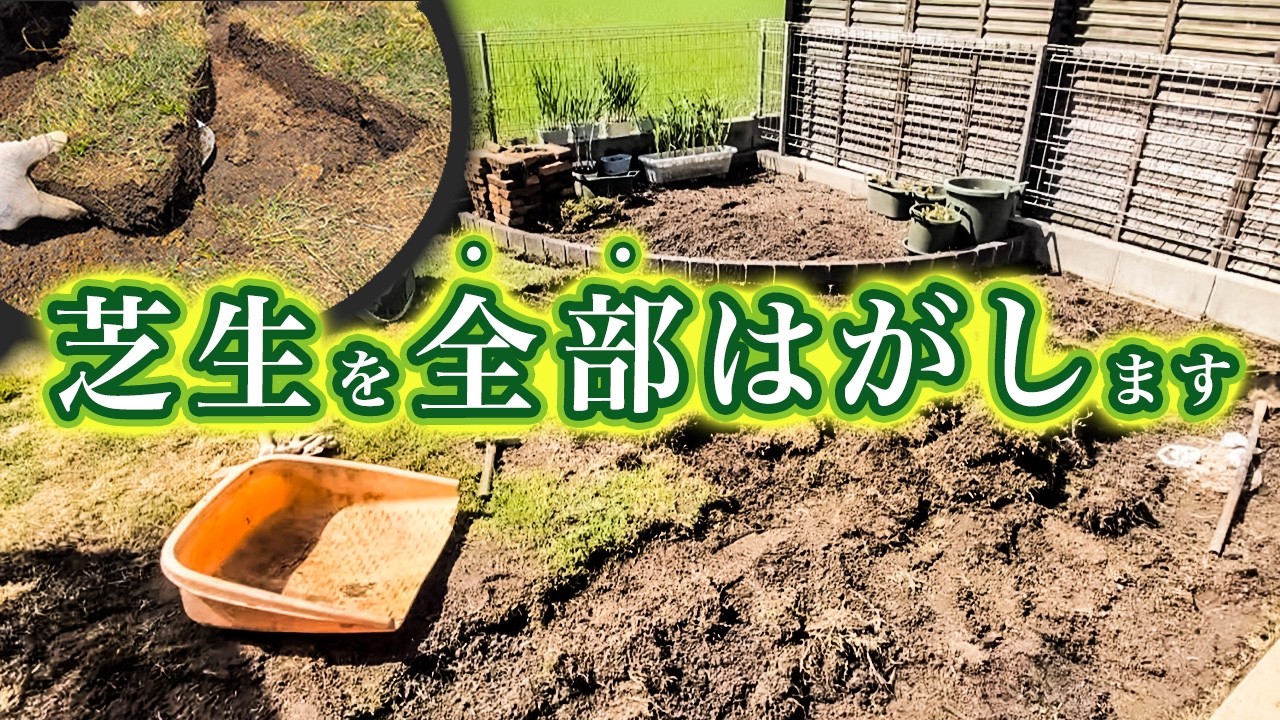 芝生の品種でお手入れが全然違う理由を確認します