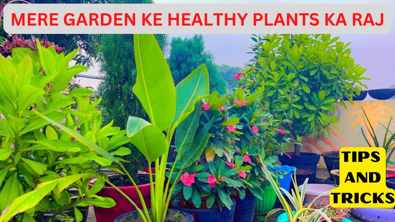 TIPS AND TRICKS FOR HEALTHY PLANT FOR TERRACE GARDEN - YouTube