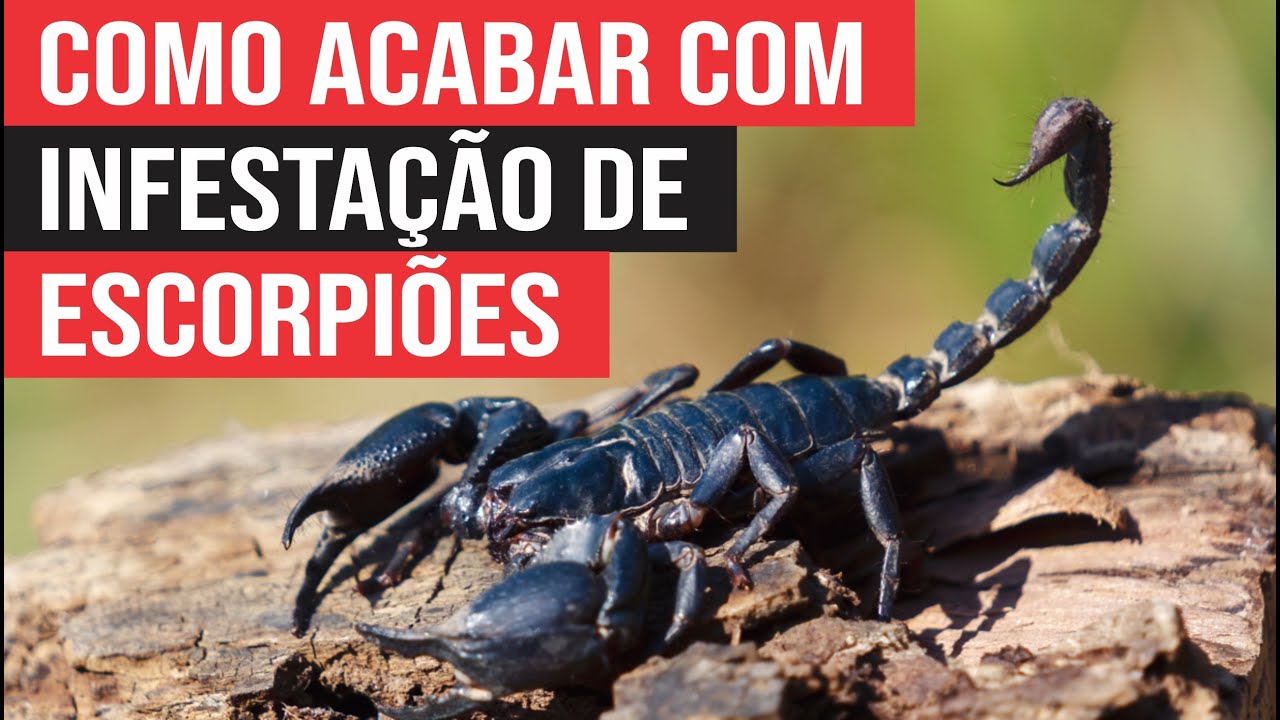 Como acabar de vez com a Infestação de Escorpiões na sua Casa e Jardim ...