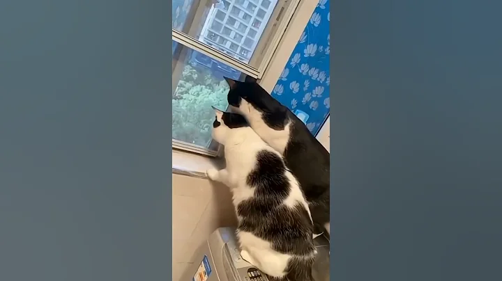 Video 9335401: kucing british shorthair, cat britishshorthair kucing, britishshorthair cat funnycats