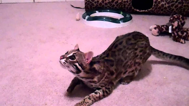 Watch the video about Zuko my beautiful Asian Leopard Cat!