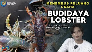 Tetap Tegar dengan Lobster || Cerita di Balik Budidaya Lobster Air Tawar  #lobster #lobsterairtawar