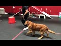 9 year old Golden Retriever learns to heel. - 1 Lesson