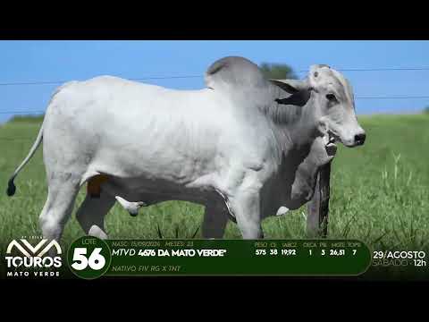 LOTE 56   MTVD 4676