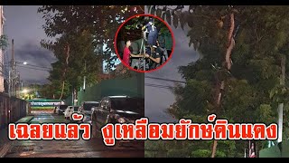 เฉลยแล้ว บุกพิสูจน์ งูเหลือมยักษ์ดินแดง siamnews