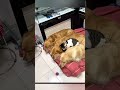 Cat Who Thinks She’s One of the Dogs😍