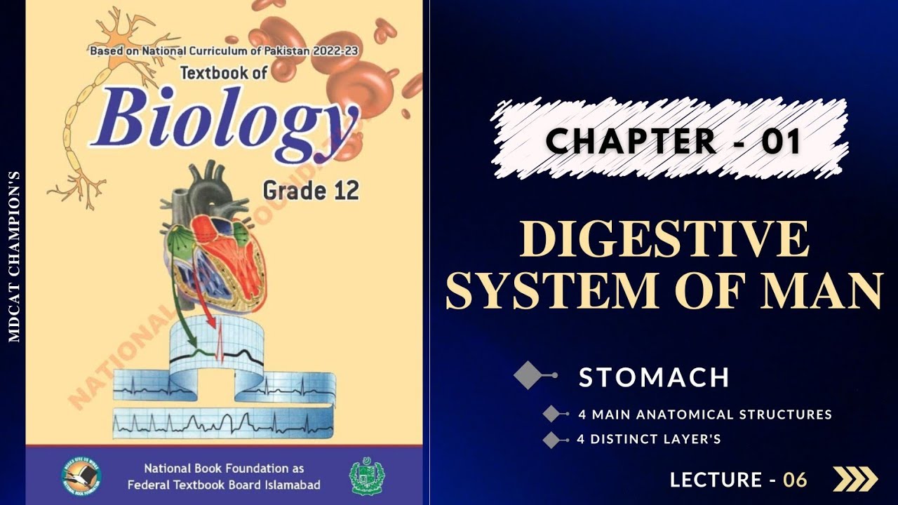 stomach anatomy | digestive system | federal board new book | chapter 1 | class 12 | NUMS | MDCAT