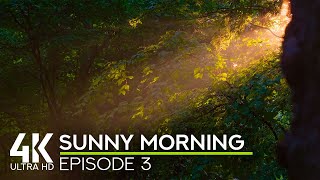 Birds Chirping & Gentle Wind - 4K Forest Sound Therapy for Stress Relief - Sunny Morning #3 screenshot 4