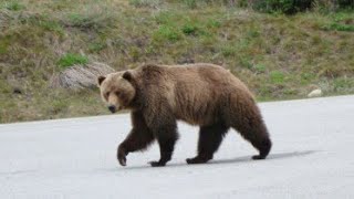 A mama bear goes to great lengths to keep her grizzly cubs safe!