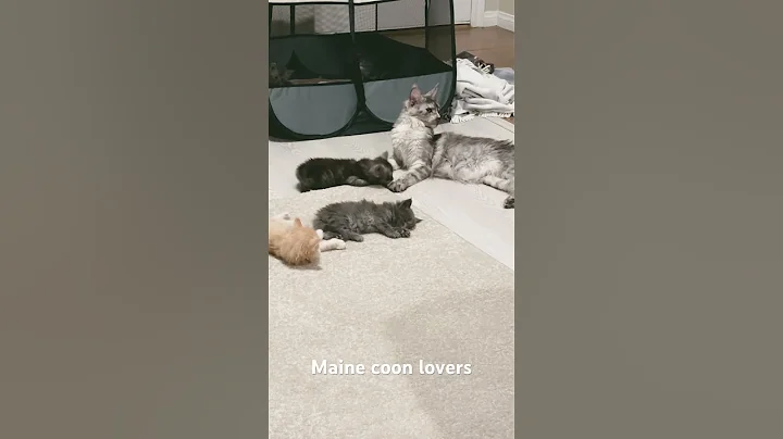 Video 3332611: mainecooncat mainecoons cat, mainecooncats kitty cat, mainecooncats catlover kitty, mainecooncats kittycat