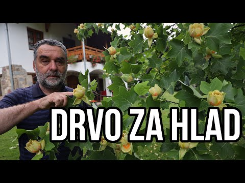 Video: Malo ukrasno drveće za hlad - Kakvo ukrasno drveće voli hlad