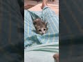 Little kitten in my lap  cat ku
