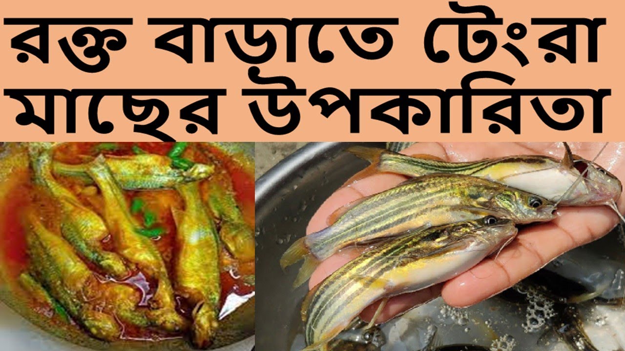 টেংরা মাছ কেন খাবেন?,🐟,Tengra Fish Health Benefits & Nutrition,BD ...