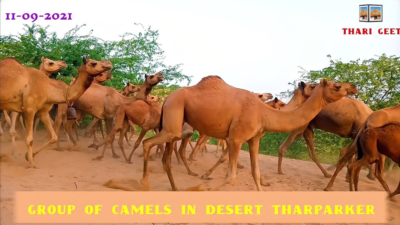Camel Group || Camel Sound || Camel Walking 