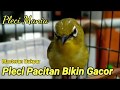 Pleci Pacitan Masteran Pleman Jawara Mp3 - Mp4 Download