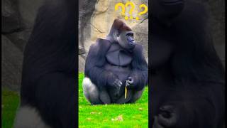 সত্যি কি গরিলা থেকে মানুষের জন্ম হয়েছে? #shorts #facts #wildlifebangla