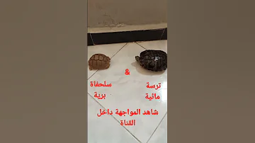 مواجهة ترسة سلحفاة 