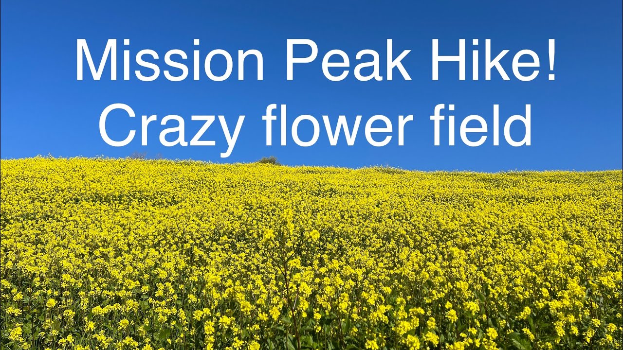 Mission Peak Regional Park, 1/28/2023