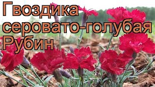 Гвоздика серовато-голубая Рубин 🌿 обзор: как сажать, рассада гвоздики Рубин Гвоздика серовато-голубая Рубин 🌿 обзор: как сажать, рассада гвоздики Рубин