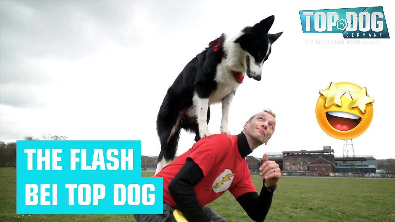 Marco und Flash sind schnell wie das Licht ⚡ | Top Dog Germany 2022