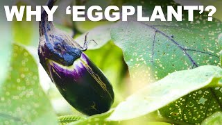 Eggplant vs. Aubergine vs. Brinjal — Why so many names?