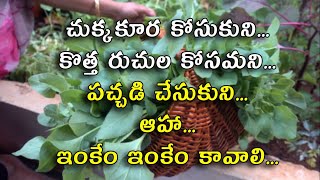 చుక్కకూర కోసుకుని పచ్చడి చేసుకుని ఆహా ఇంకేం ఇంకేం కావాలి || Chukkakoora Harvest and Chutney | TTH ||