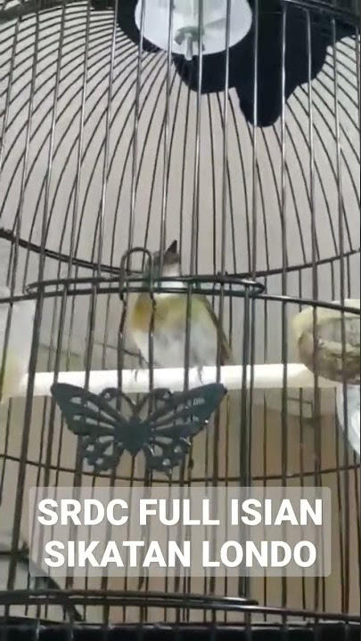 SRDC ISIAN SIKATAN LONDO #srdcbali #srdc #sikatanlondo #shorts