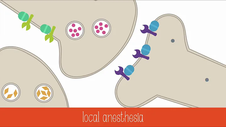 Video quiz 2 Drugs and the Nervous System