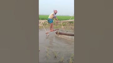Smart Creative Idea of Traditional Farmers Irrigating Rice Fields Using a Unique Method #shorts