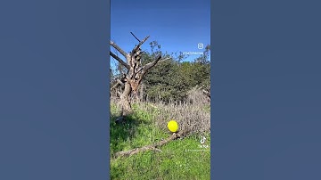 Atlatl and Dart Throwing 🎯