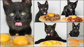 Cat Eating Egg Yolk ASMR Compilation