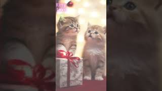 Which Cat Do You Love? 🐱 Christmas Cheer 🎅 Resimi