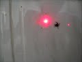 Jumping Spider VS Laser Pointer