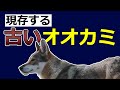 【アメリカアカオオカミ】古いタイプの狼と言われる生態