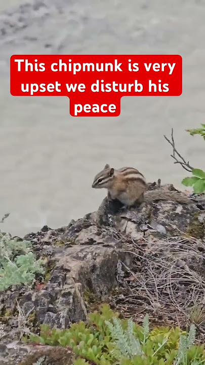 The talkative chipmunk #foryou #subscribers #wildlife #chipmunk #fypyoutube