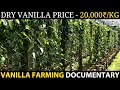 VANILLA FARMING / VANILLA CULTIVATION