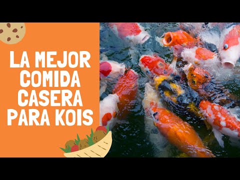 Como hacer la mejor comida CASERA para peces koi 2020!!! hqdefault