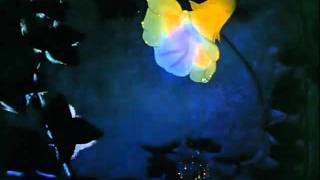 Fantasia - Dance Of The Sugarplum Fairy Tchaikovsky - Disney