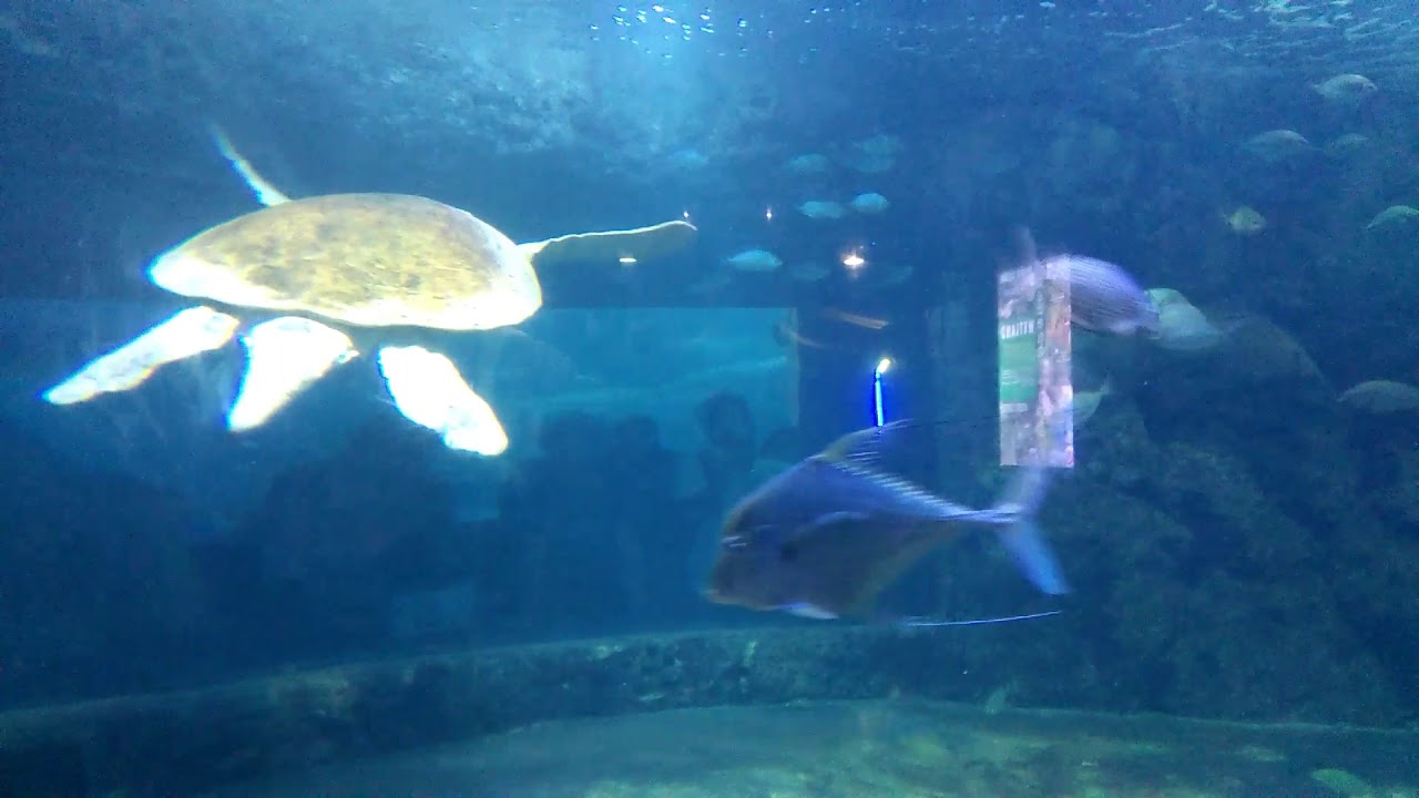 Seaworld ancol part 2 - YouTube