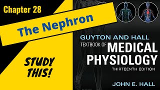 Guyton and Hall Medical Physiology (Chapter 28) REVIEW The Nephron Function || Study This!