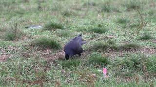 Shocking Facts About Crows You Didnt Know