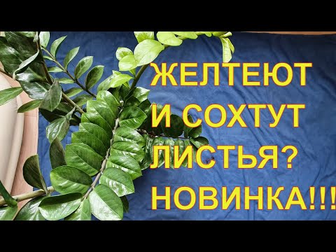ЗАМИОКУЛЬКАС, СПАТИФИЛЛУМ и др.: ЖЕЛТЕЮТ и СОХНУТ КОНЧИКИ ЛИСТЬЕВ.  Новое средство от Агриколы.
