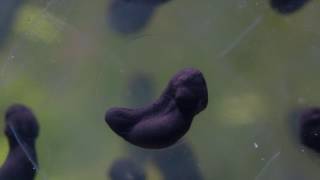 Close up time-lapse of frogspawn from a common frog developing, emerging and feeding, UK