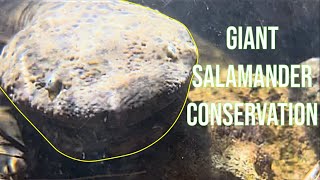 The Japanese Giant Salamander: Conserving A Living Legend