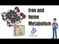 Iron and Heme Metabolism Full Lecture Video Mp3 Song