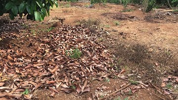 Bán vườn trái cây xã Láng Lớn, Châu Đức có suối dt 1,6 hecta giá