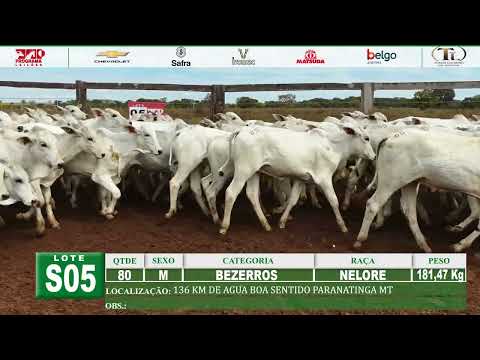 S05 - 80 BEZERROS NELORE 181,47 Kg