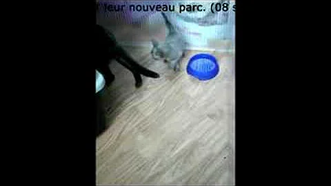 Video 1361281: bombay kittens, burmese