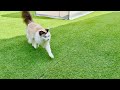犬と育った猫はこうなります