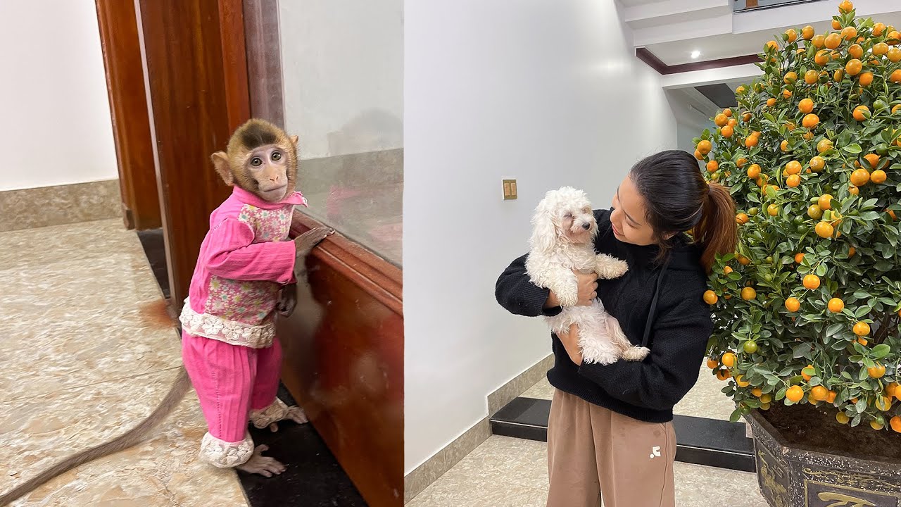 Monkey Annie's emotions when her mother brings a new member home